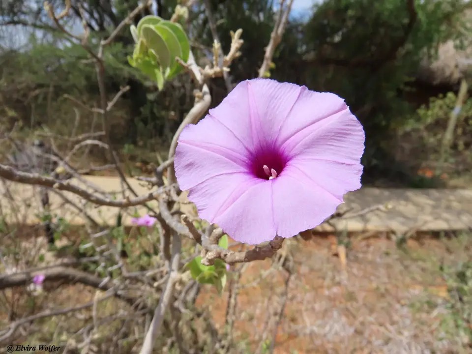 Ipomoeacicatricosa.jpg