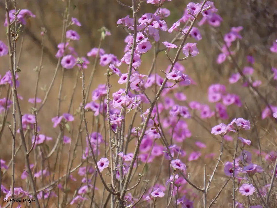 Ipomoeacicatricosa2.jpg