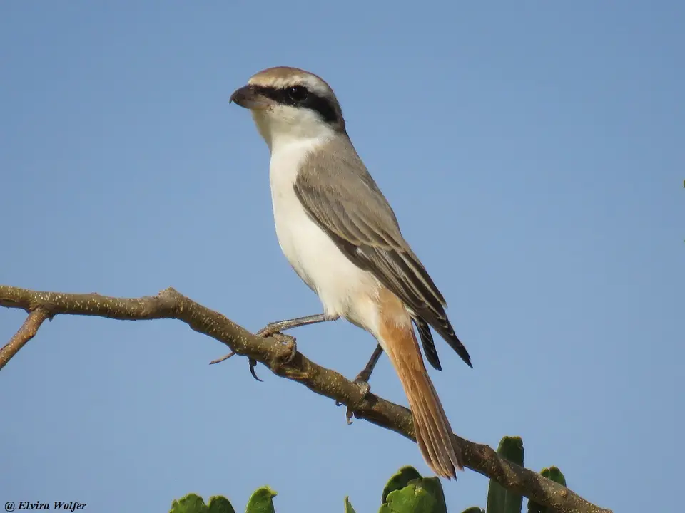 IsabellineShrike.jpg