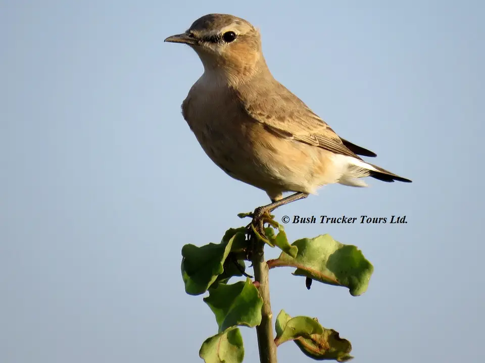 IsabellineWheatear.jpg