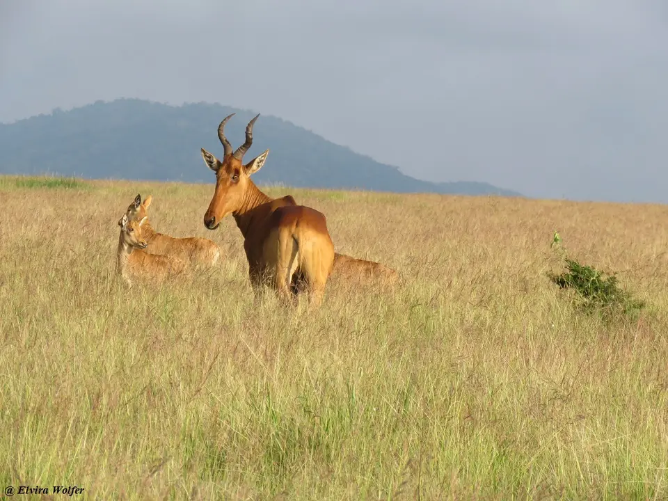 Jackson'sHartebeest.jpg