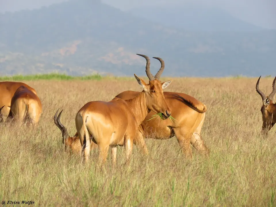 Jackson'sHartebeest2.jpg