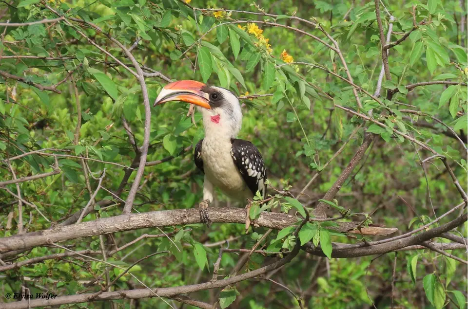 Jackson'sHornbillmale.jpg