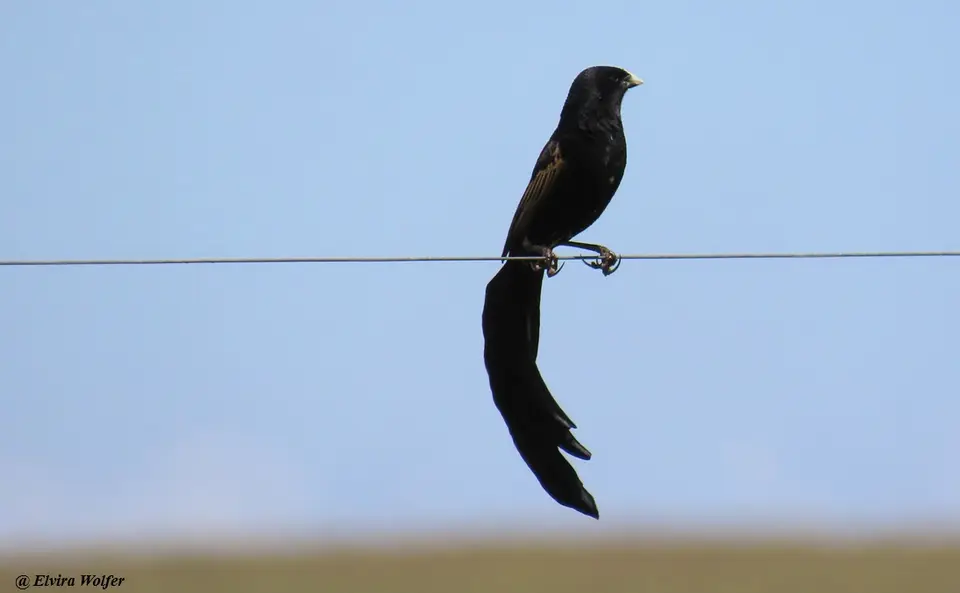 Jackson'sWidowbird.jpg