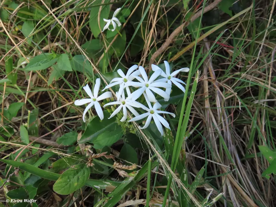 Jasminum.jpg