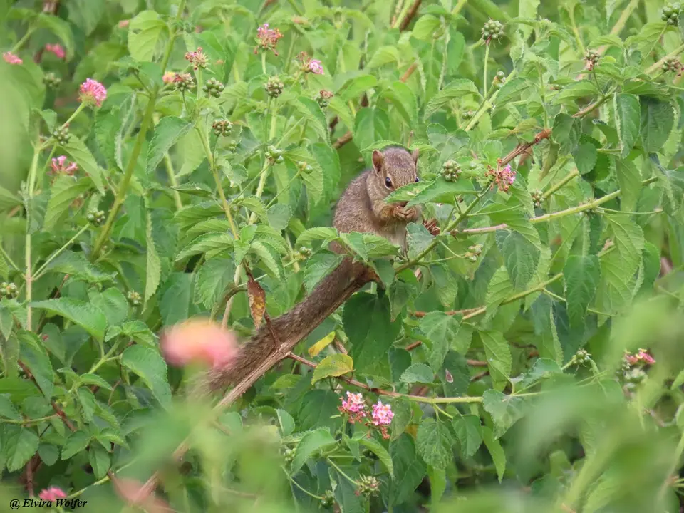 KenyaTreeSquirrel.jpg