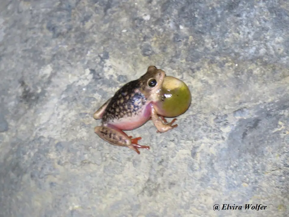 Kenyaspottedreedfrog.jpg
