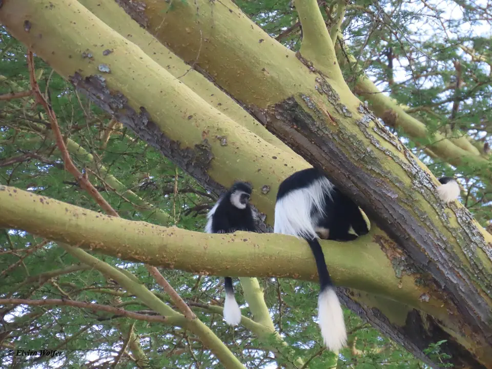 KikuyuColobus.jpg