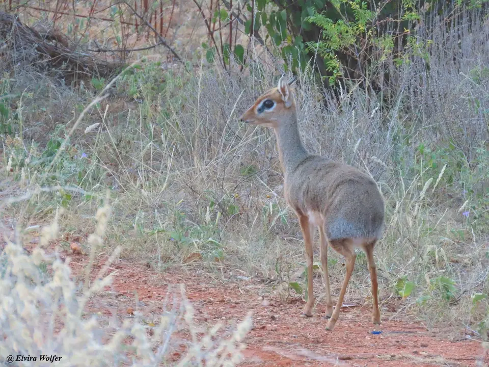 Kirk'sDik-dik-Madoquakirkii.jpg