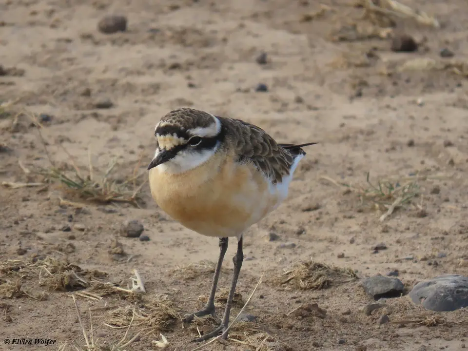 Kittlitz'sPlover.jpg