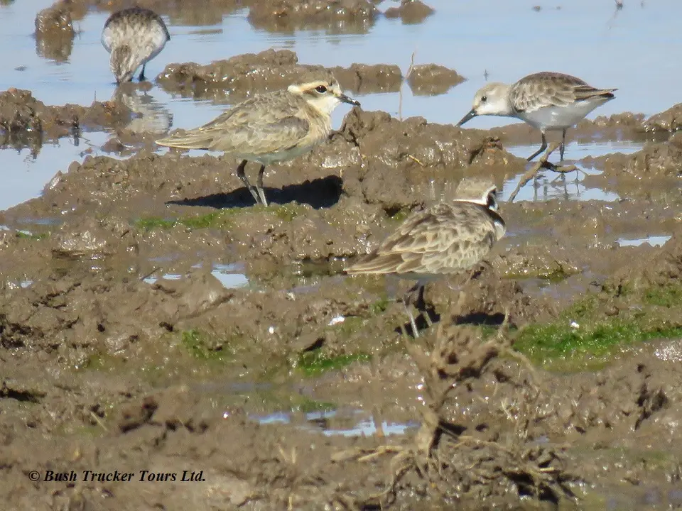 Kittlitz'sPloverLittleStint.jpg