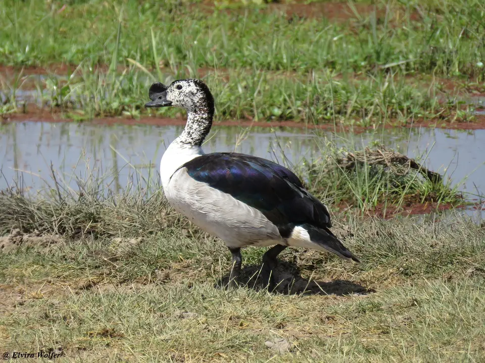 Knob-billedDuck2.jpg