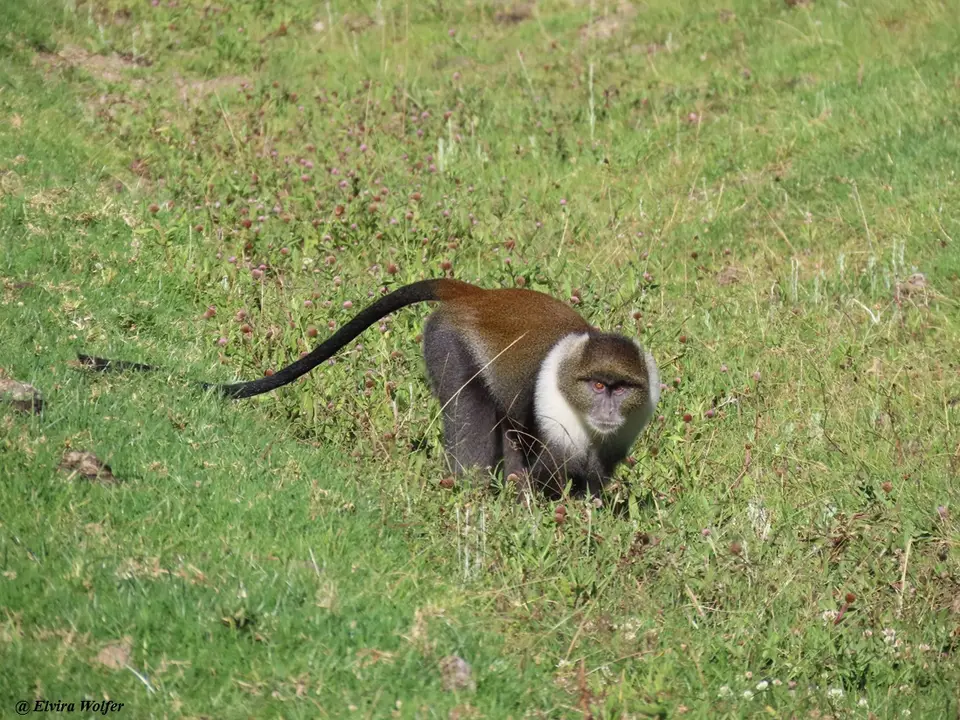 Kolb'sMonkey2.jpg