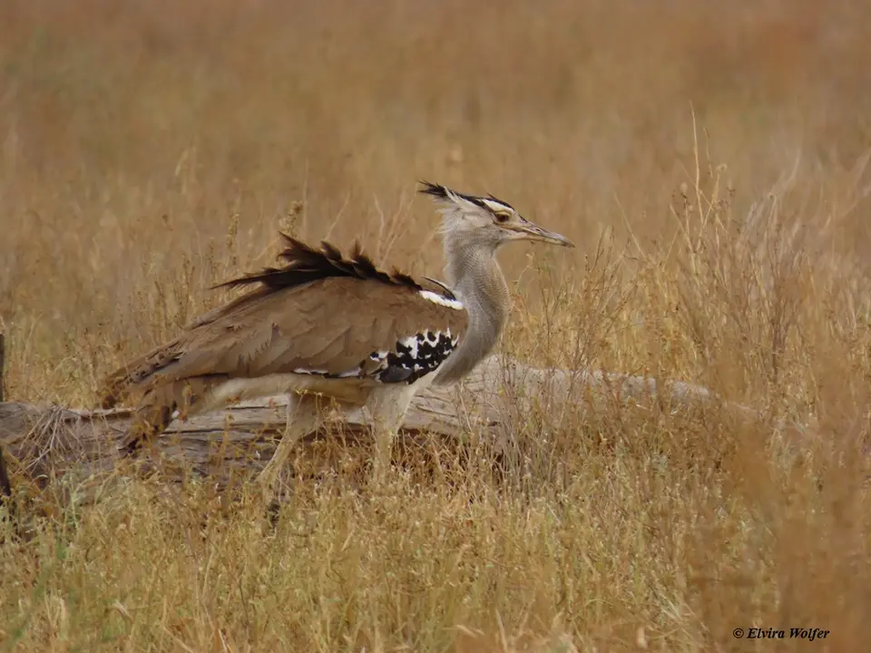 KoriBustard-2.jpg