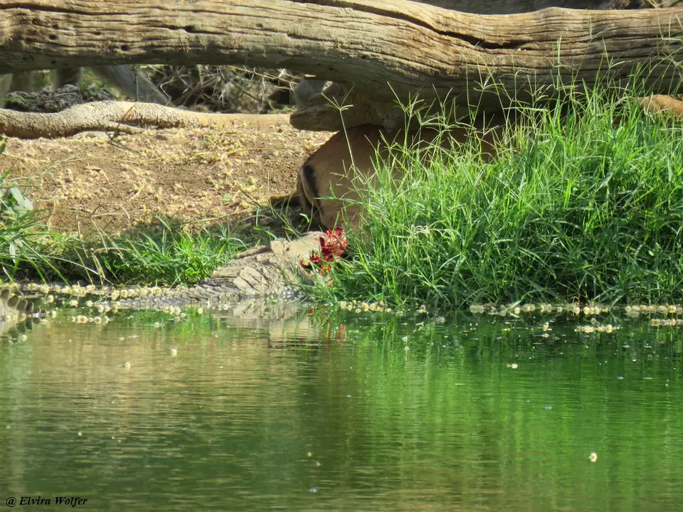 KrokodilImpala1.jpg