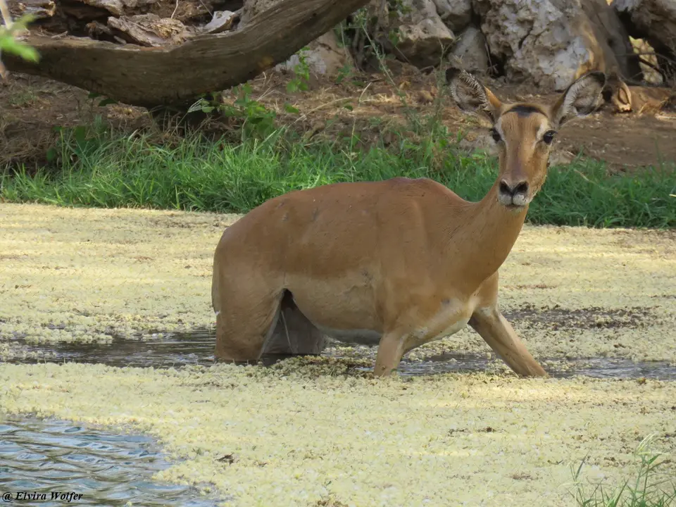 KrokodilImpala12.jpg