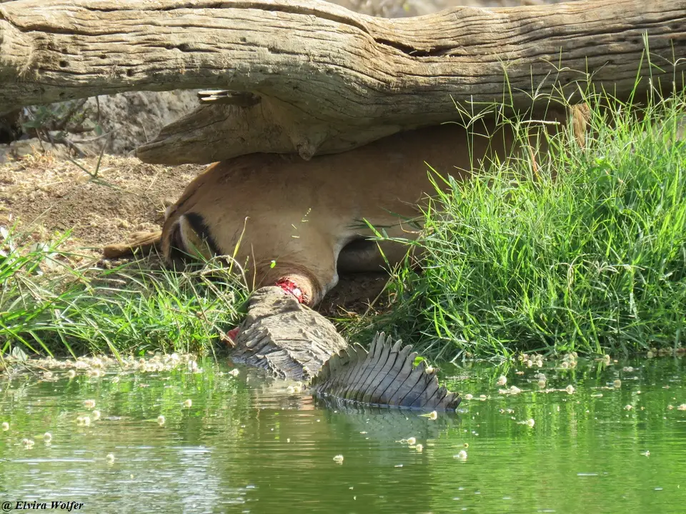 KrokodilImpala2.jpg