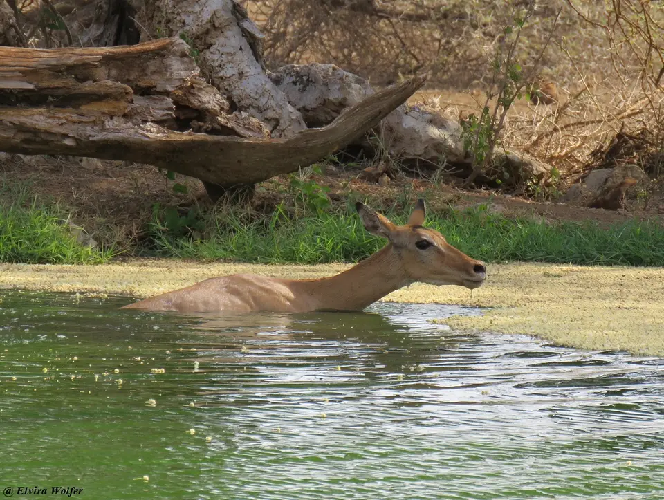 KrokodilImpala9.jpg
