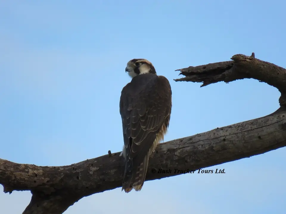 LannerFalcon.jpg