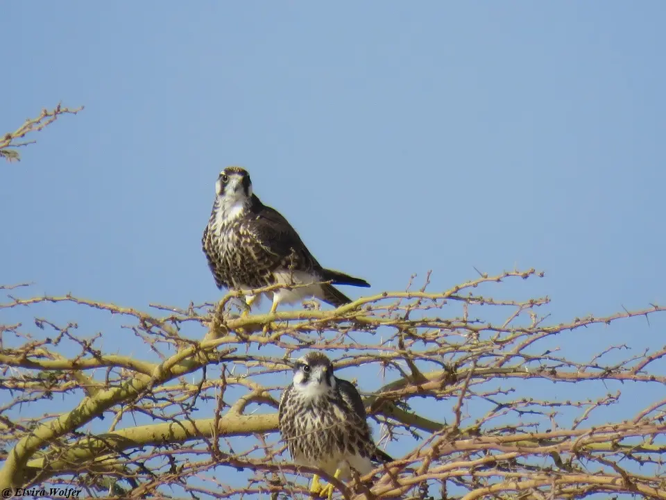 LannerFalconjuvenile1.jpg