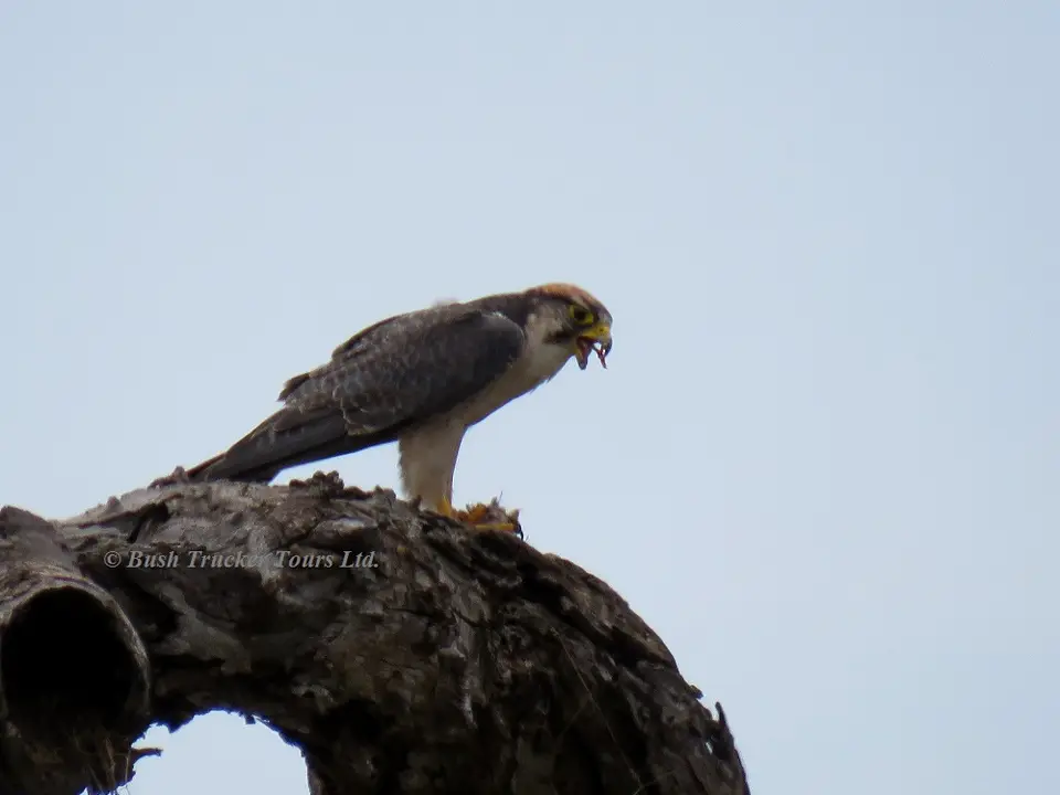 LannerFalconprey.jpg