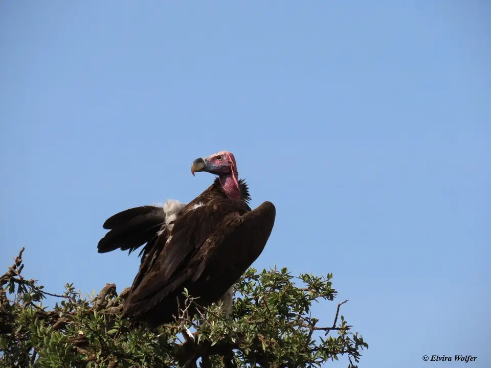 Lappet-facedVulture.jpg