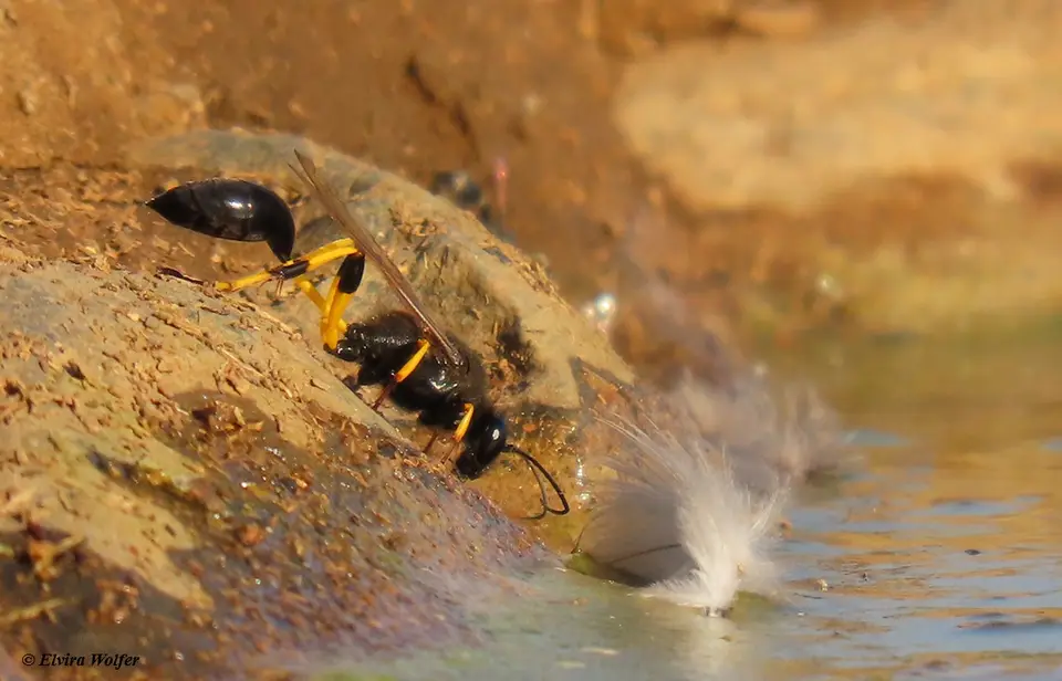 LargeMud-dauberWasp.jpg