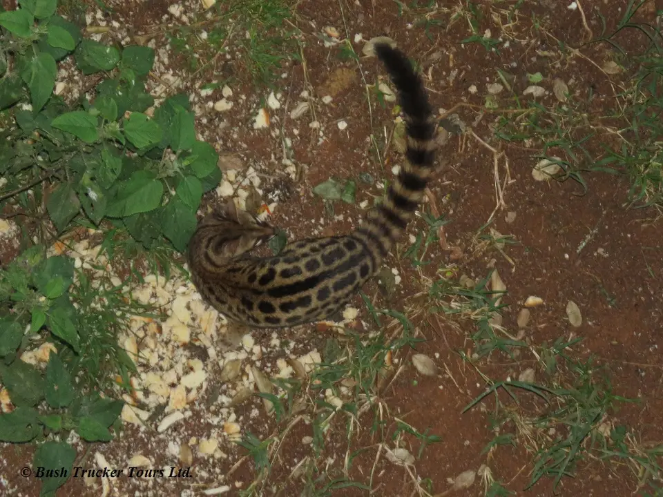 LargespottedGenet.jpg