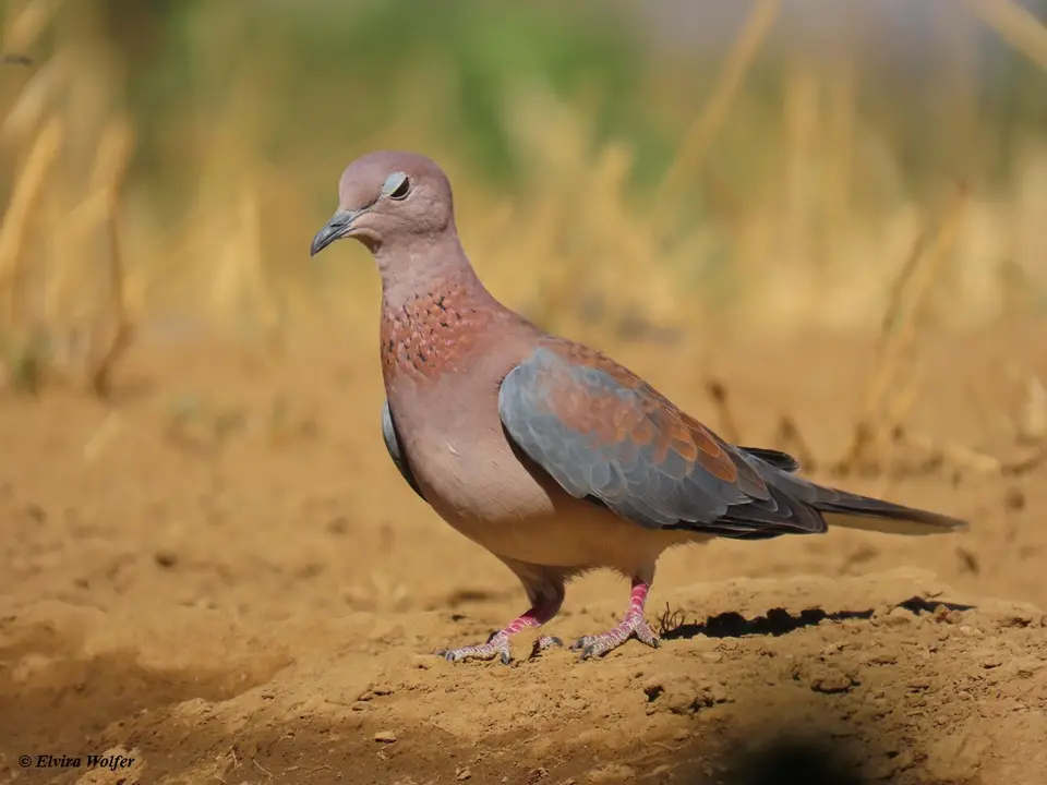 LaughingDove1.jpg