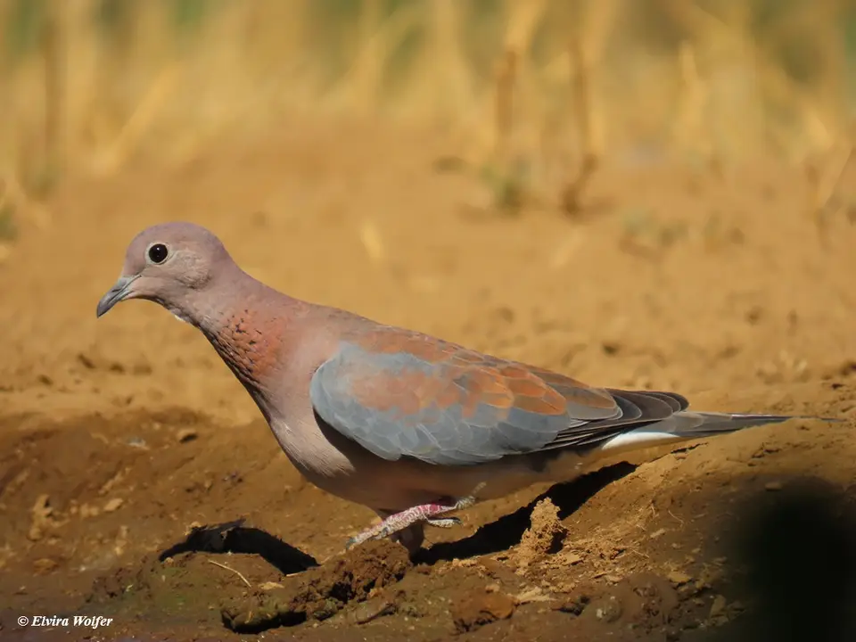 LaughingDove2.jpg