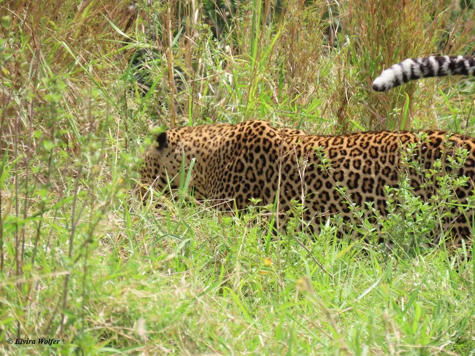 Leopard3-2-3.jpg