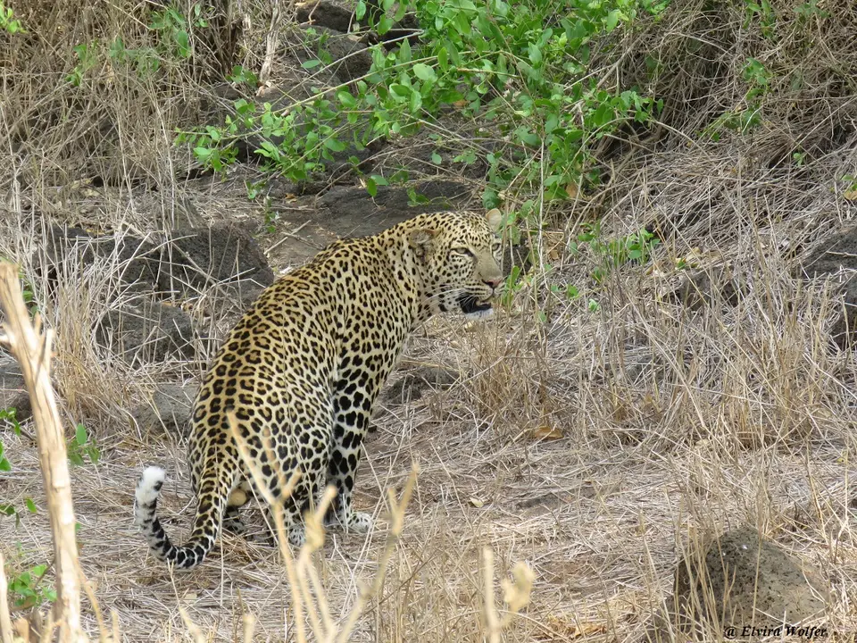 Leopard3.jpg