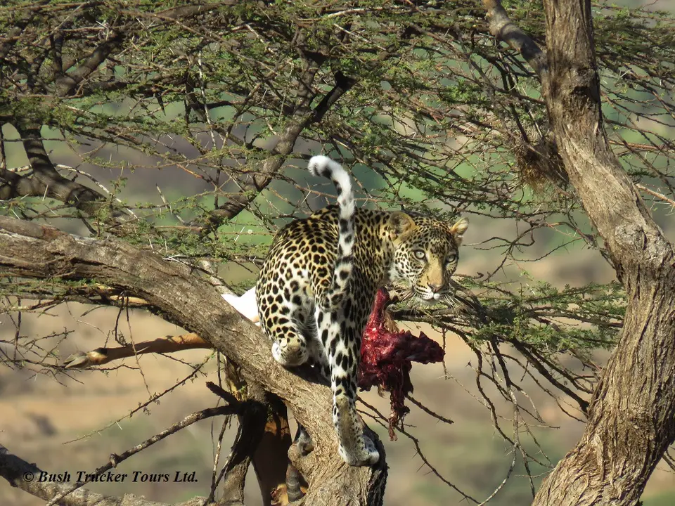 LeopardBeute3.jpg