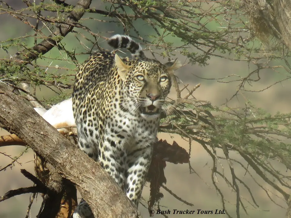 LeopardBeute4.jpg