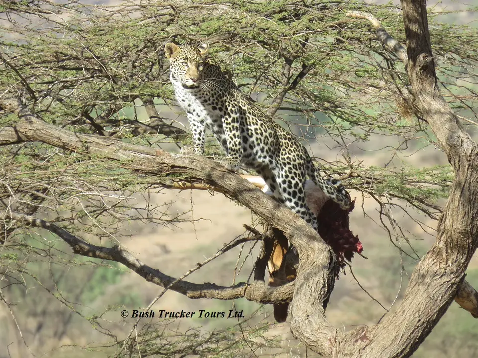 LeopardBeute5.jpg