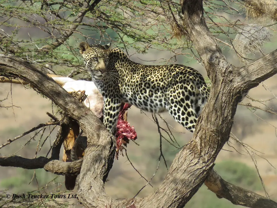 LeopardBeute6.jpg
