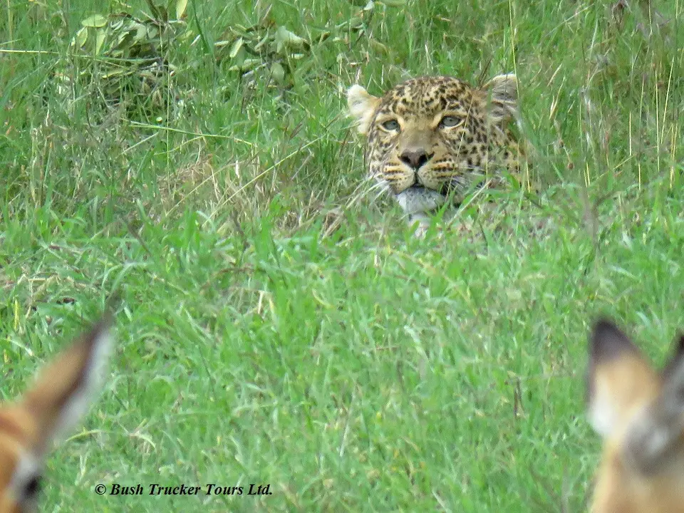 LeopardImpala2.jpg