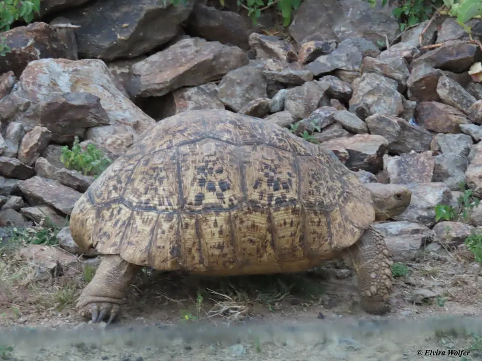 LeopardTortoise2.jpg