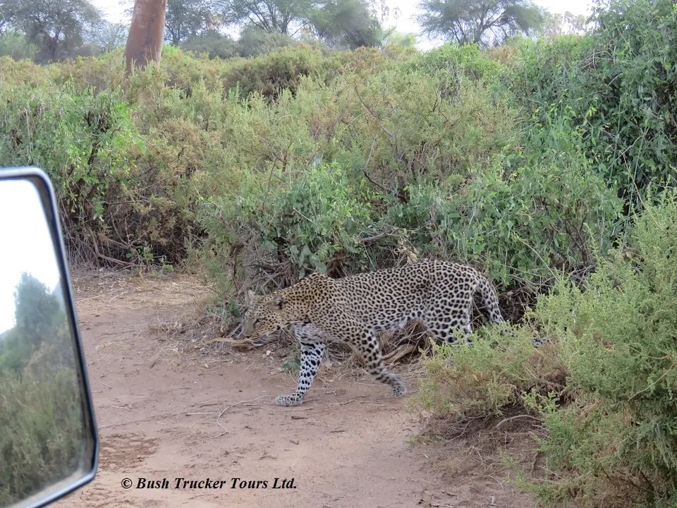 Leopardfemale1.jpg