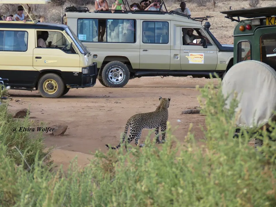 Leopardfemale2.jpg