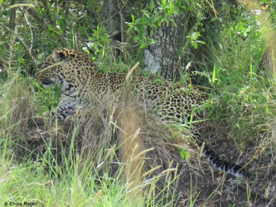 LeopardimGras.jpg