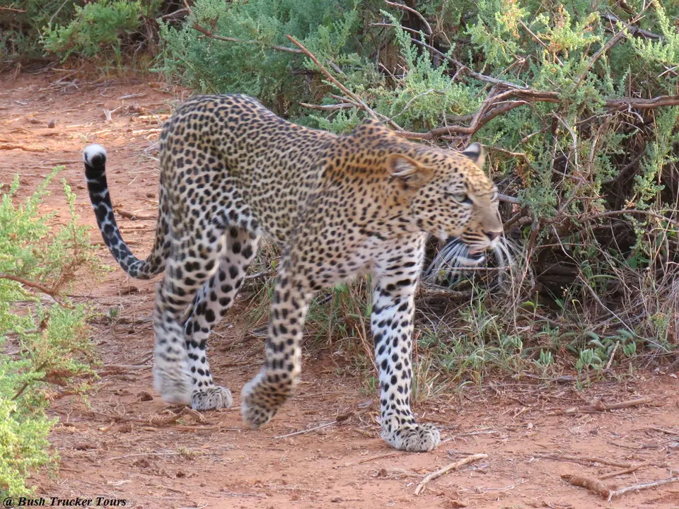 Leopardin2.jpg