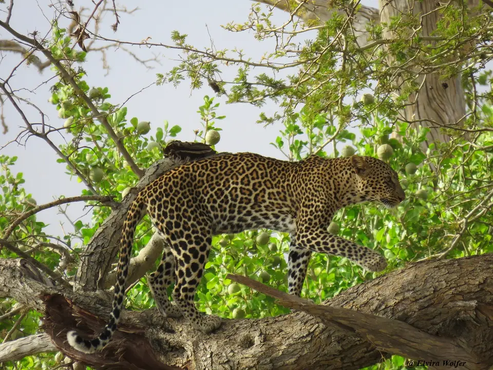 Leopardin5.jpg