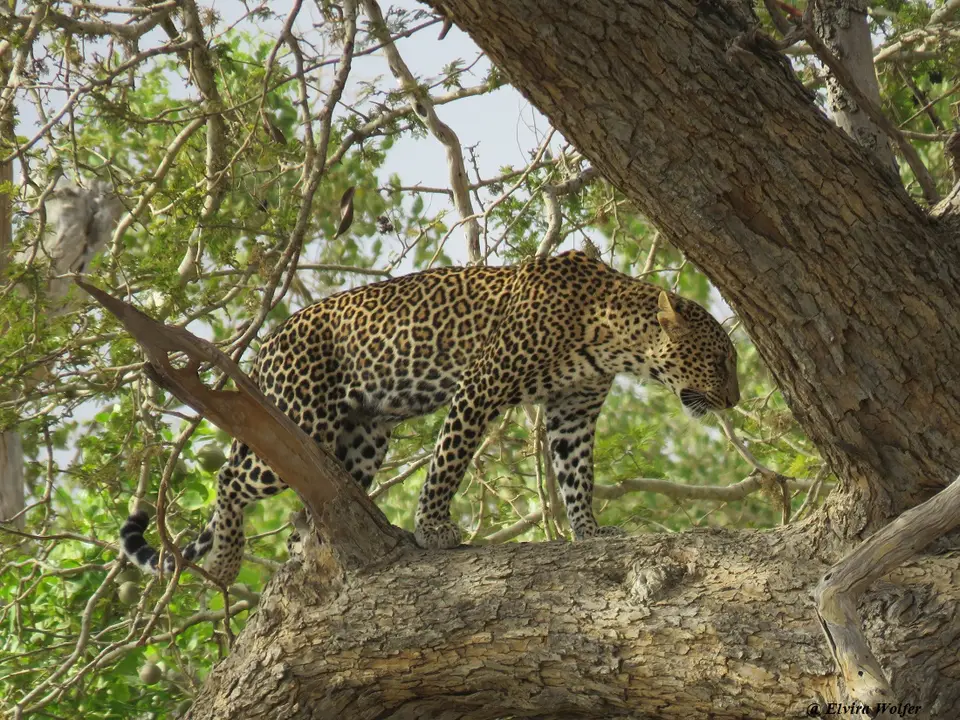 Leopardin6.jpg