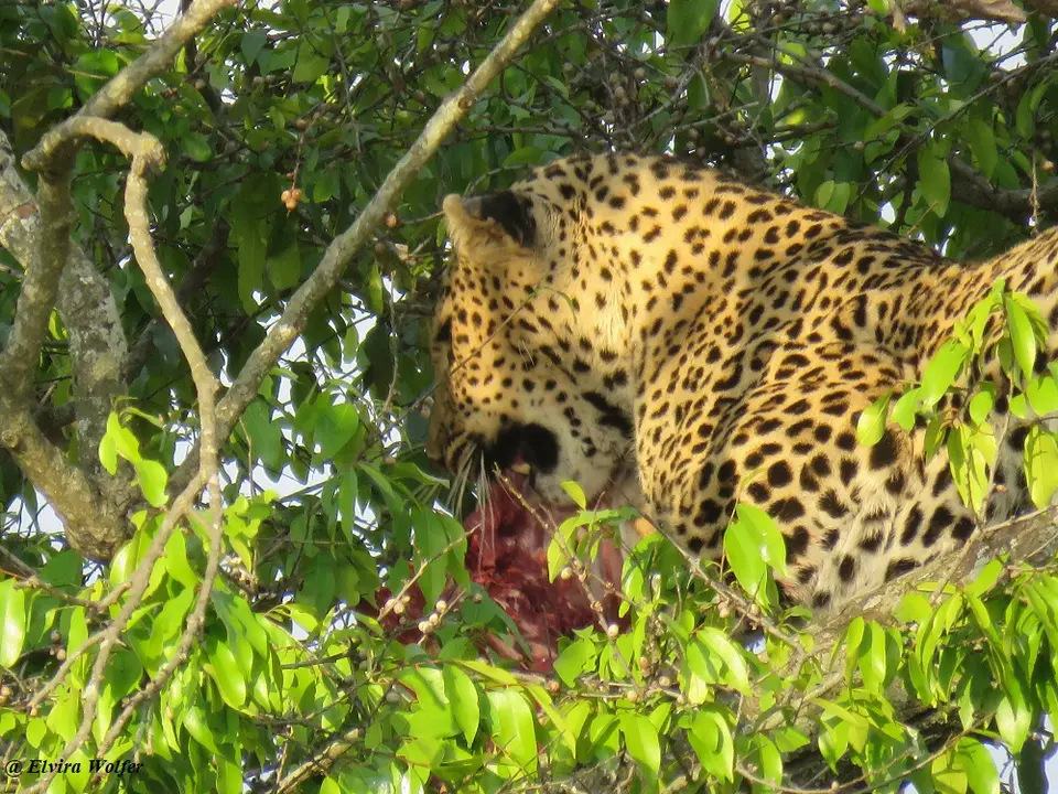LeopardinmitBeute.jpg