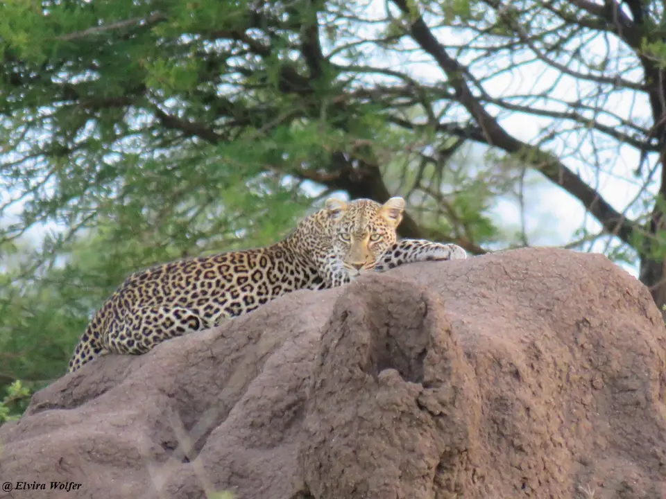 Leopardontermitemound.jpg