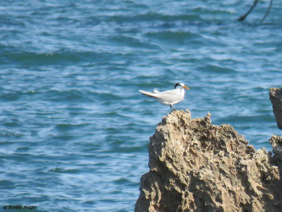 LesserCrestedTern1.jpg