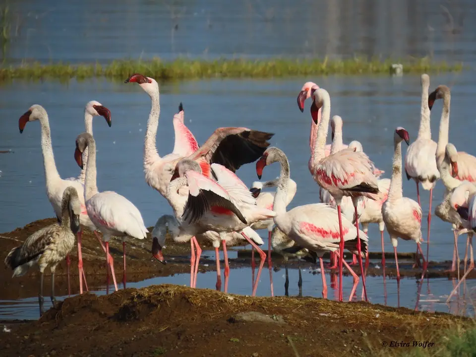 LesserFlamingos.jpg