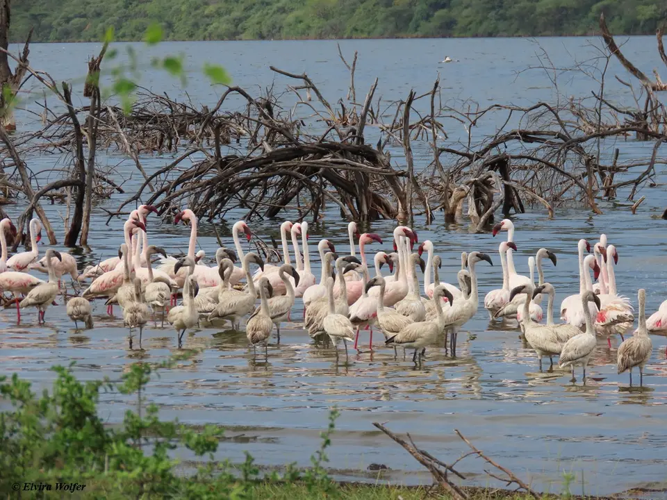 LesserFlamingos1.jpg