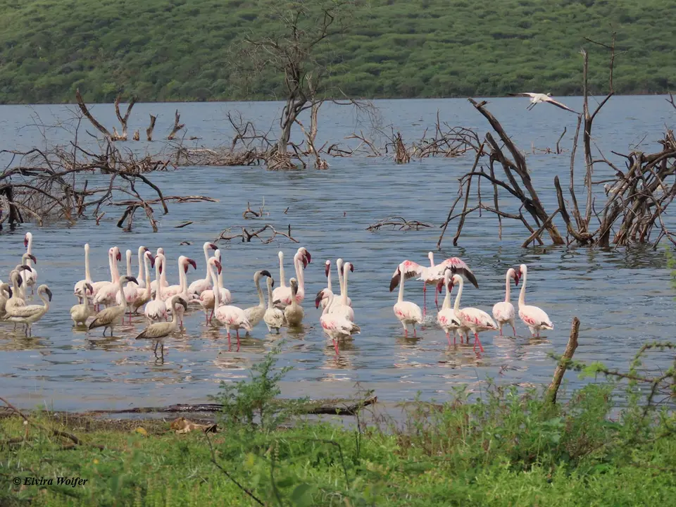 LesserFlamingos2-2.jpg